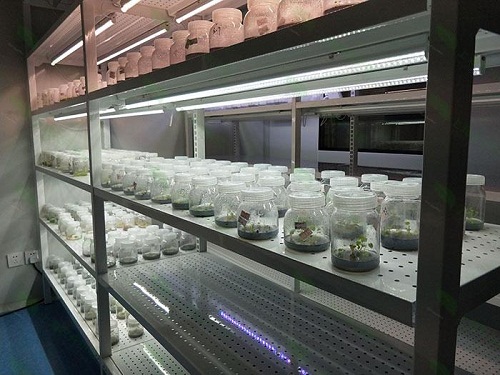 吉林植物组织培养实验室设计建设方案